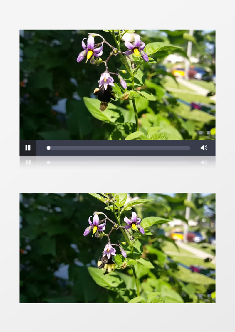 近距离高清拍摄夏季昆虫大黄蜂鲜花丛中飞行实拍视频素材