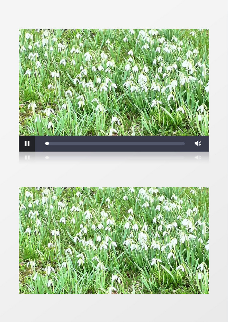 白色的细小花朵迎风摇曳实拍视频