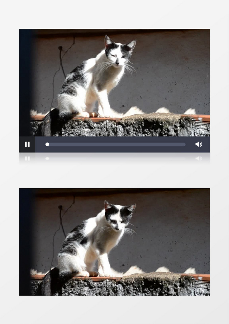 近距离高清拍摄国内动物世界黑白猫实拍视频素材