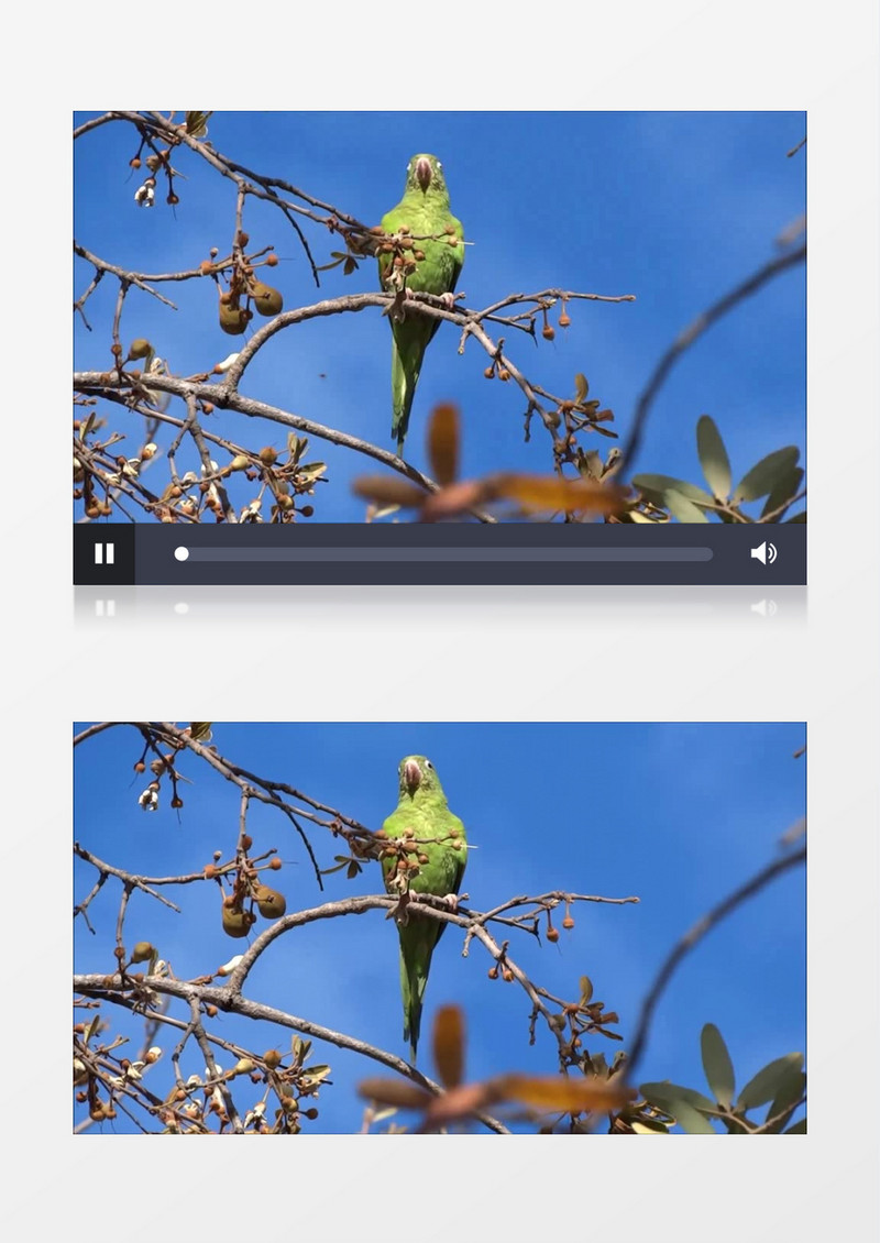 自然界里绿色长尾鹦鹉迎风站立实拍视频