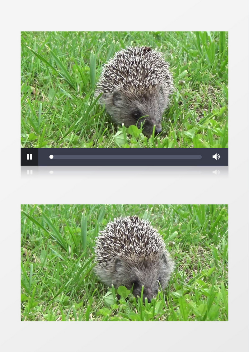 近距离高清拍摄夏季动物可爱刺猬草丛中觅食实拍视频素材