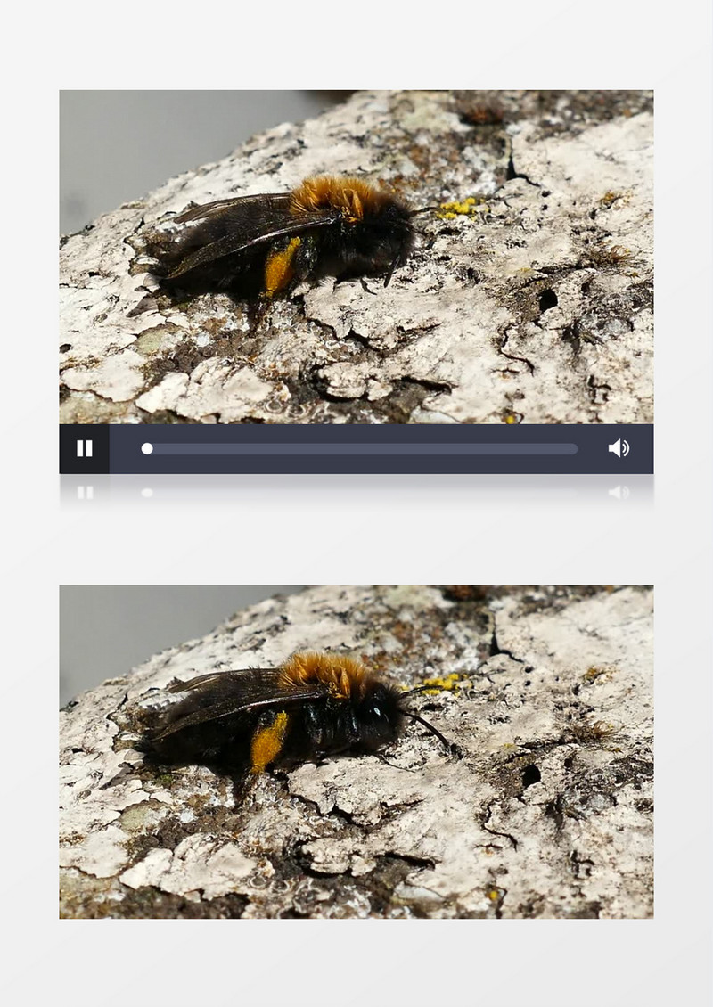 高清拍摄蜜蜂不断的抖动视频实拍视频素材