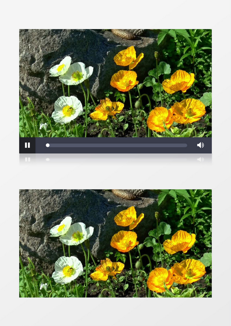 近距离高清拍摄夏季花卉白色黄色野花岩石实拍视频素材