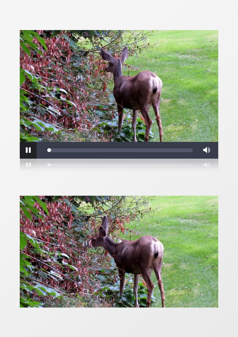 高清近距离拍摄白天户外森林野生动物鹿吃树叶实拍视频素材