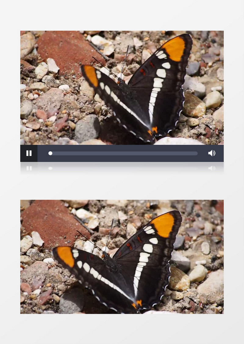 昆虫蝴蝶实拍视频素材