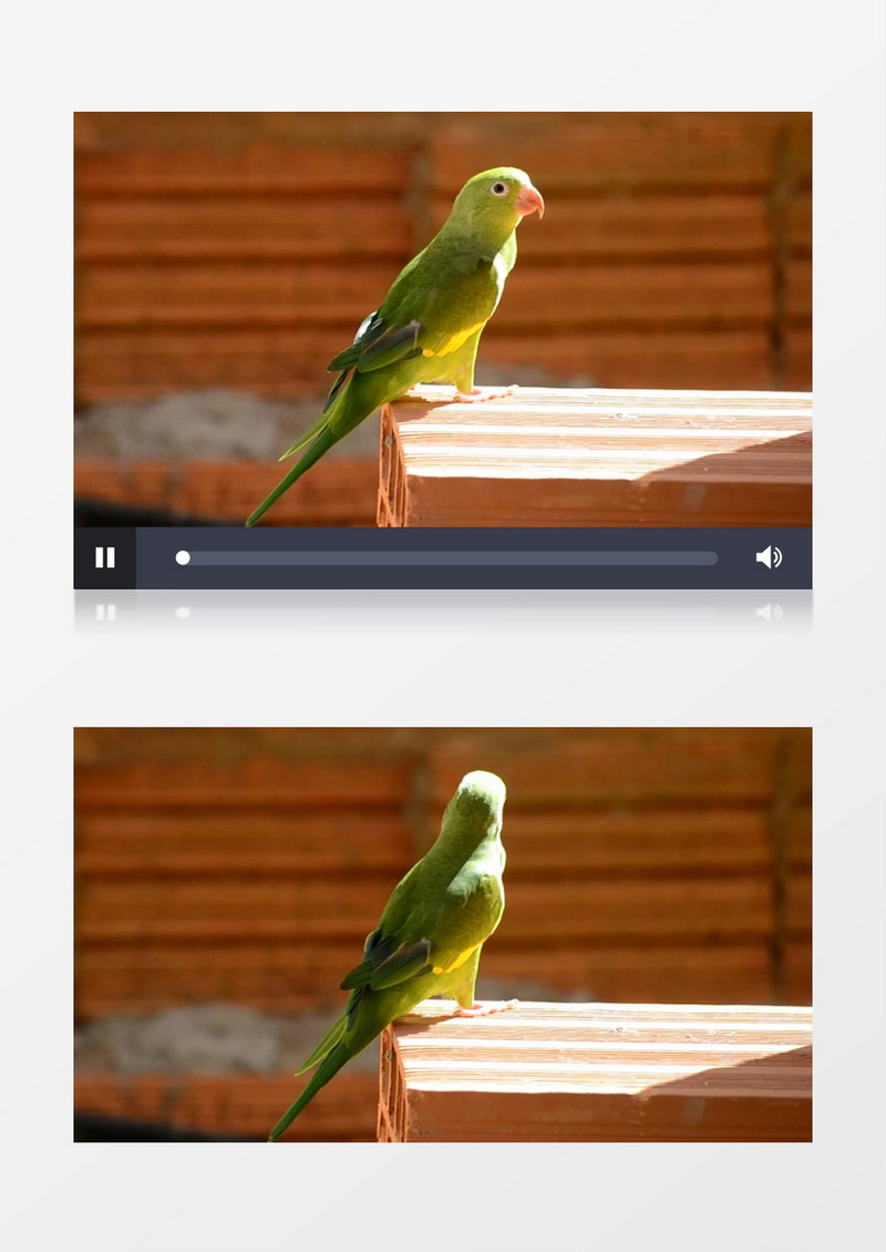 巴西鹦鹉热带鸟长尾鹦鹉表演实拍视频