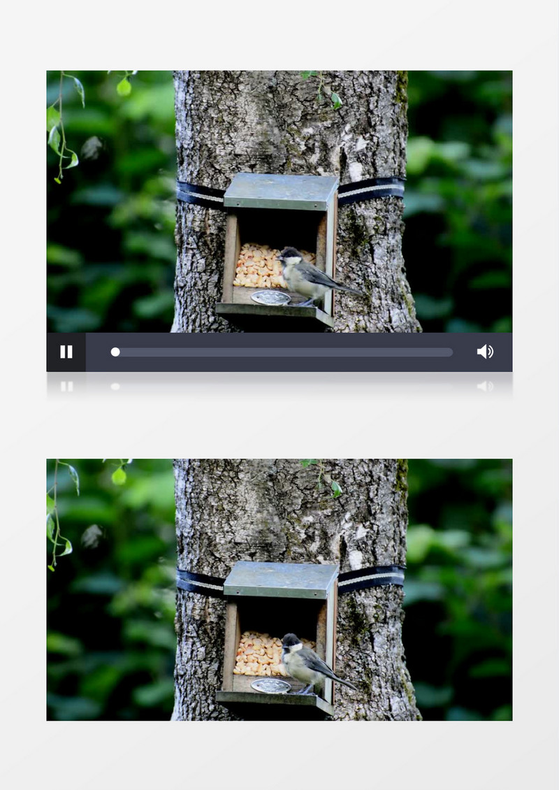  山雀在喂食器边进食实拍视频素材