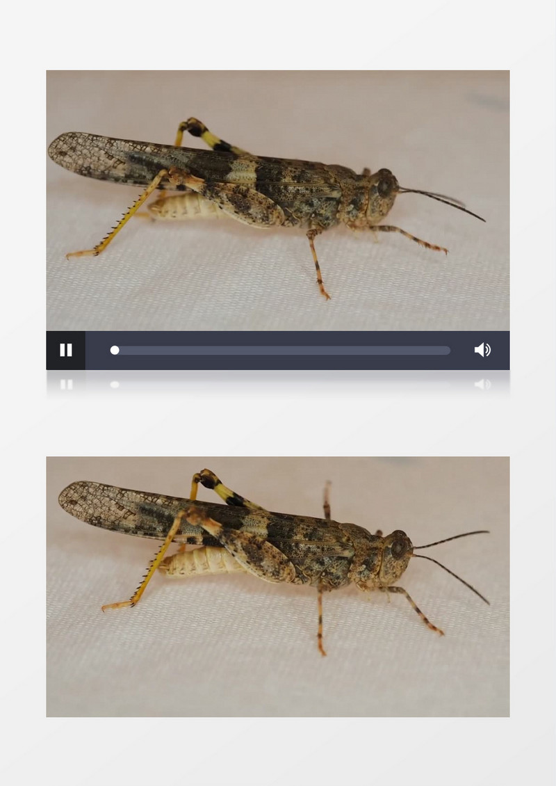 近距离高清拍摄绿色动物蝗虫爬行实拍视频素材