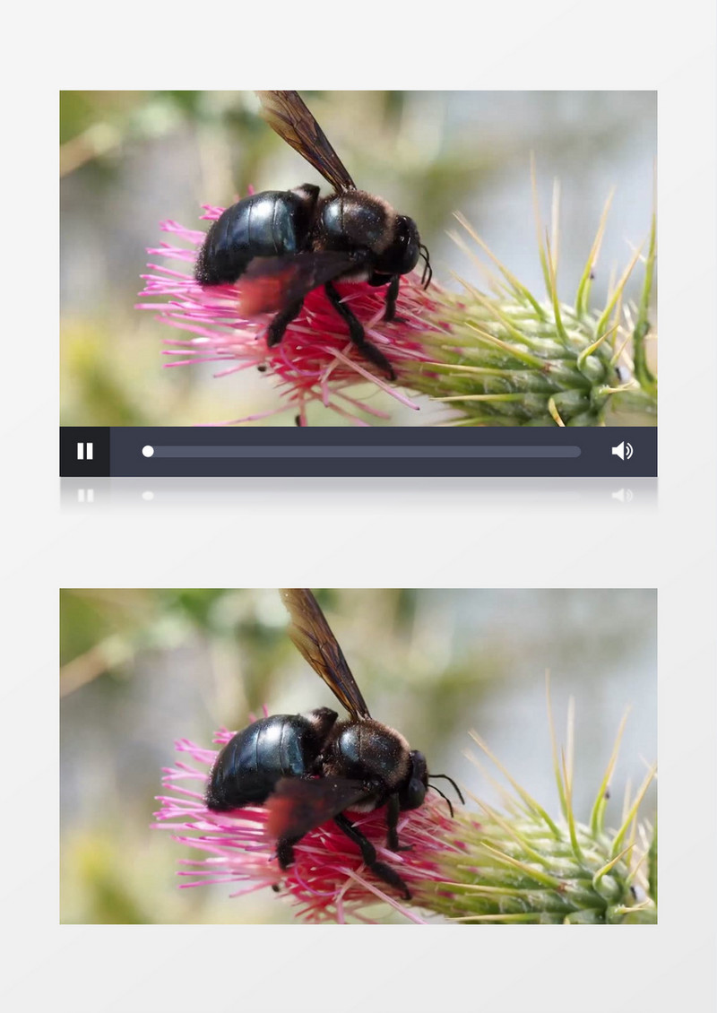 高清近距离拍摄夏天昆虫甲虫蜜蜂采蜜飞行实拍视频素材