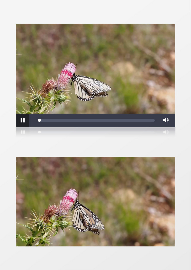高清近距离拍摄白天户外森林草丛昆虫花蝴蝶落在花蕊上实拍视频素材