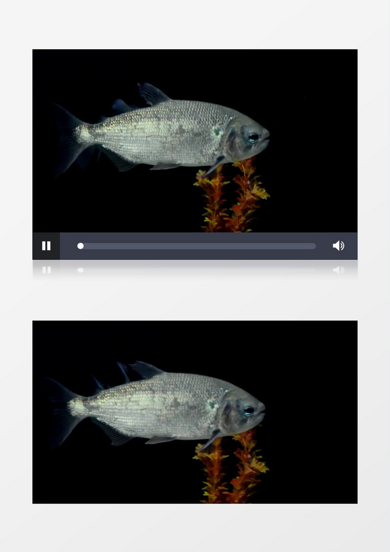 自然淡水生物鱼近景实拍视频素材