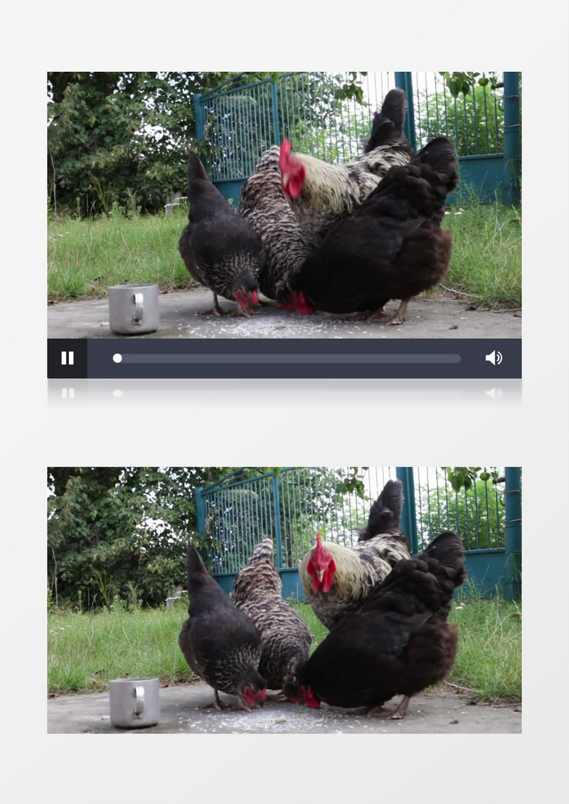 农场家禽小鸡觅食实拍视频素材