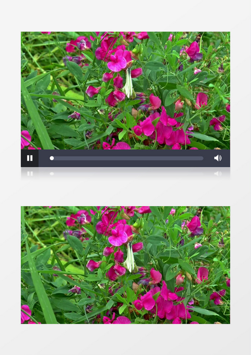 蝴蝶停靠在紫色鲜花上实拍视频素材