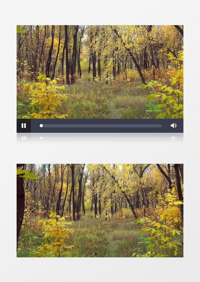 秋天金黄的树林近距离高清实拍视频素材