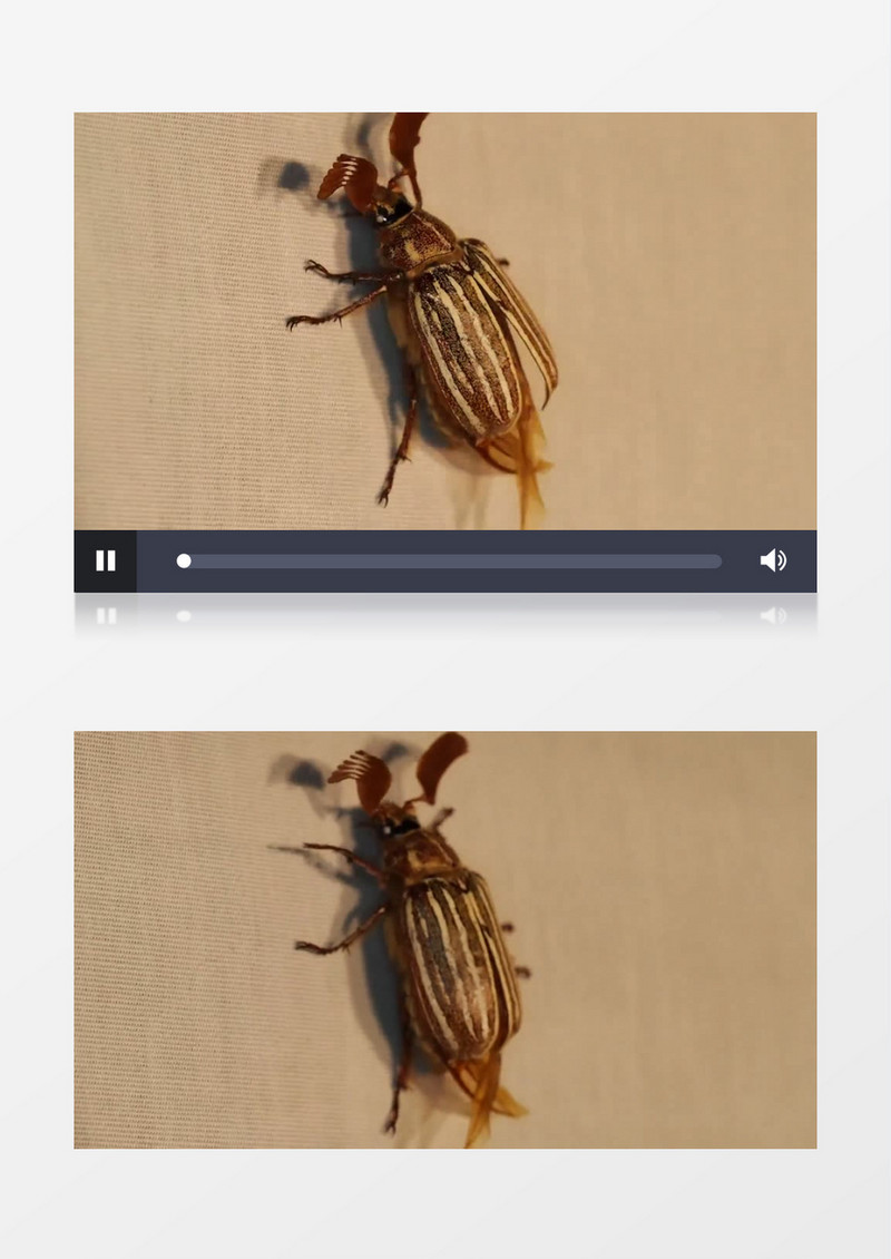 高清近距离拍摄动物昆虫甲虫金龟子爬行实拍视频素材