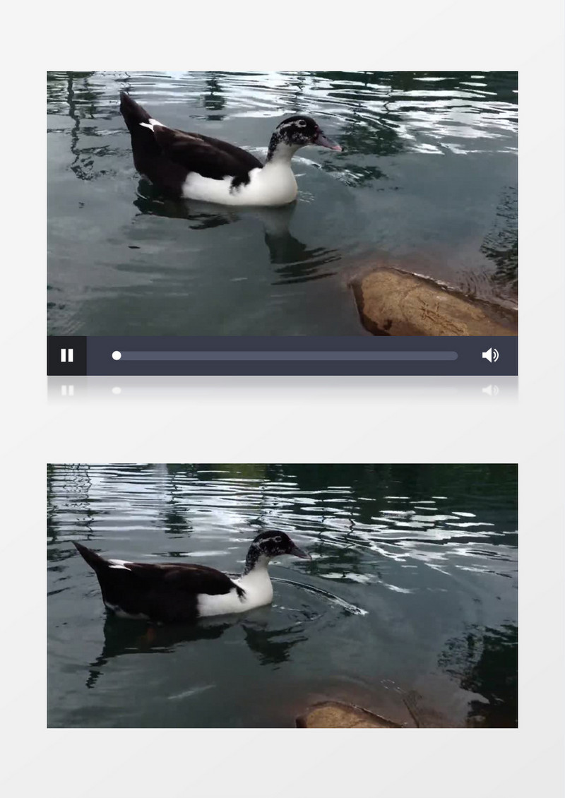 池塘水面上游泳的鸭子近距离高清视频素材