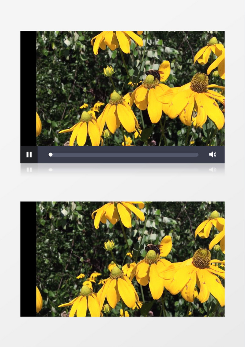 近距离高清拍摄森林花丛夏天昆虫蜜蜂授粉实拍视频素材