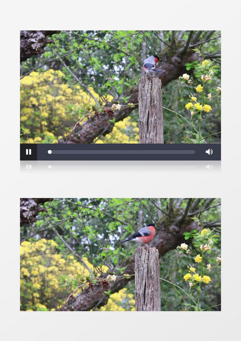 春天里红色的小鸟在树枝头嬉笑玩耍实拍视频