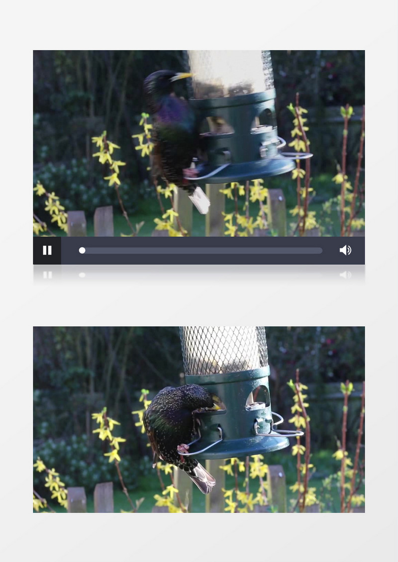 近景拍摄欧惊鸟不断从食盒中啄食可爱自然实拍视频素材