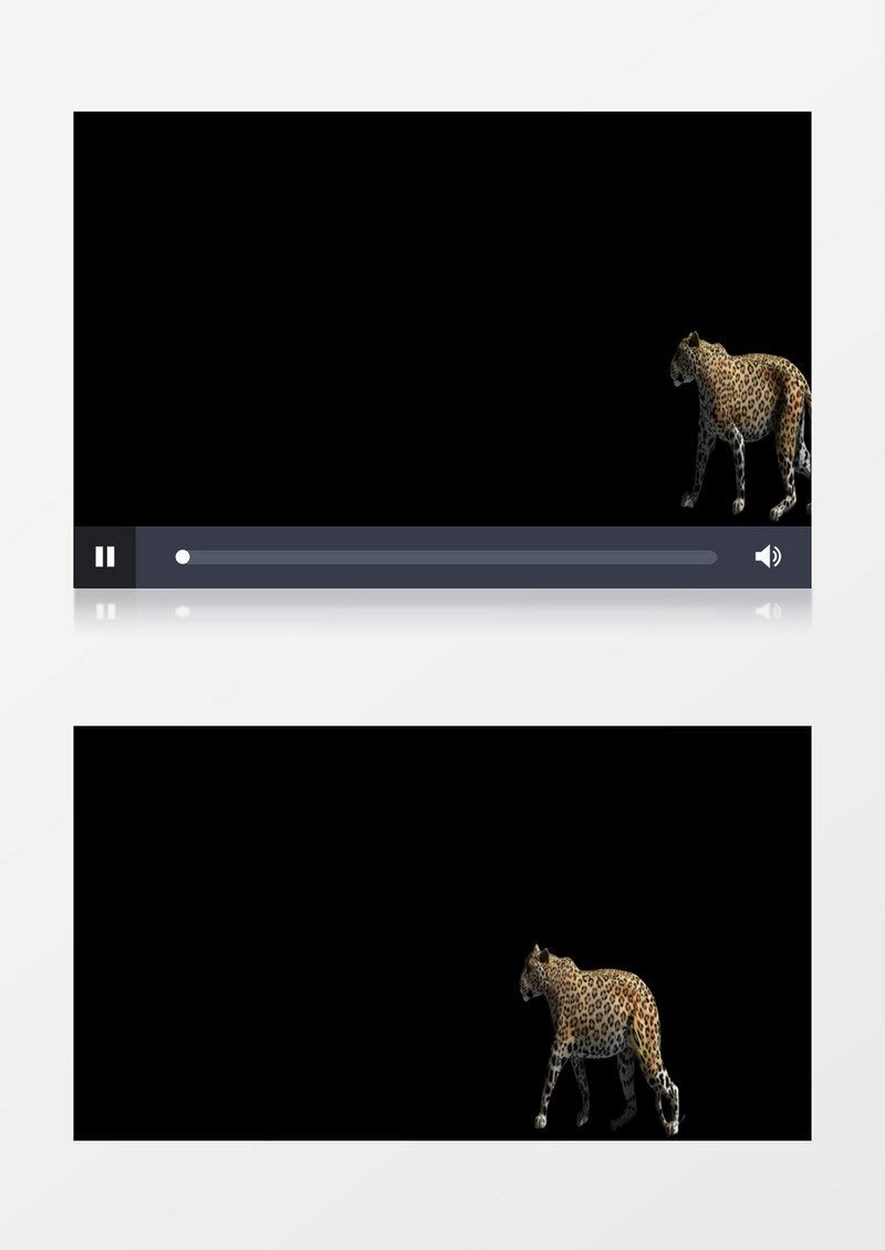 3D动画黑色背景野生动物捷豹走路视频素材
