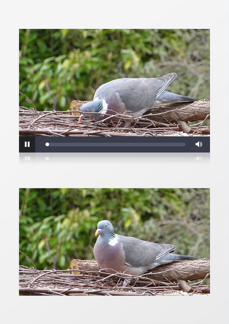 近距离拍摄一只鸽子在啄食可爱动作实拍视频素材