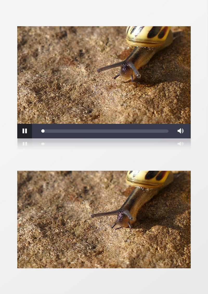 高清近距离拍摄可爱的小蜗牛背着重重的壳缓慢移动实拍视频素材