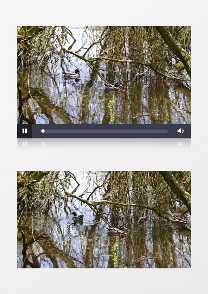 高清实拍两只小鸭子在水中游水嬉戏实拍视频素材