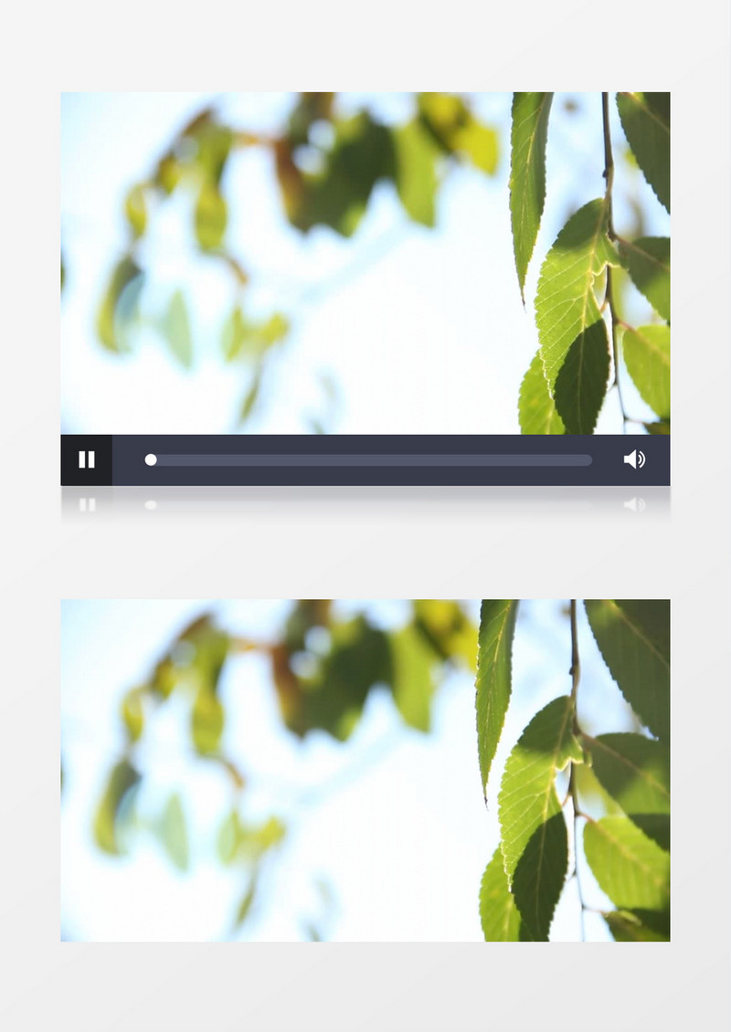 高清实拍微风中摇曳的树叶实拍视频素材
