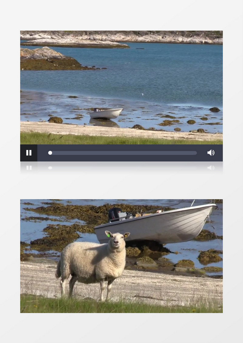 高清实拍在唯美的海岸上有一群绵羊在觅食以及海岸周围大山奇景实拍视频素材