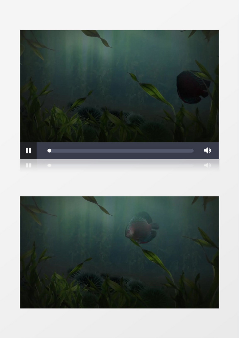 实拍一条色彩斑斓的小鱼在水里自由游动视频素材