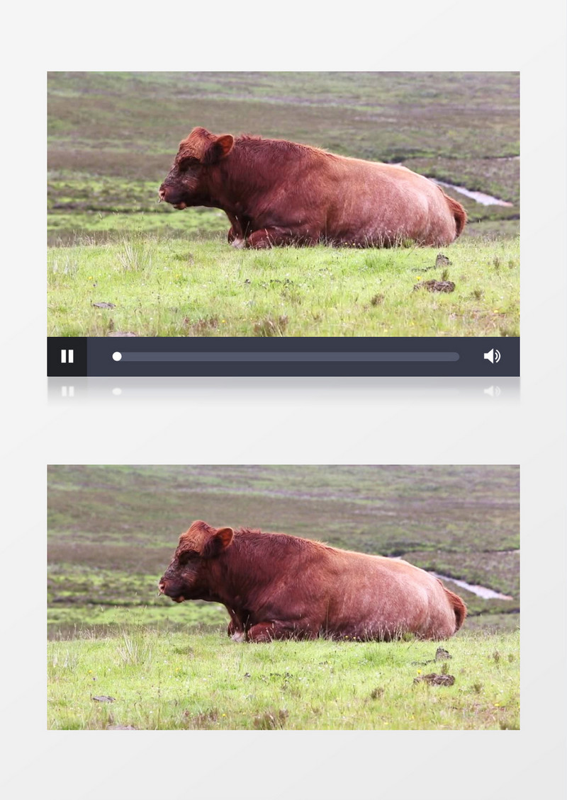 高清实拍一直憨态可掬的牛在草原上悠闲的吃草实拍视频素材