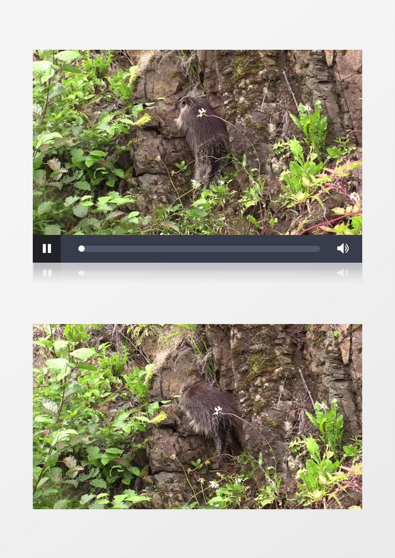 高清实拍一只可爱的小动物在悬崖峭壁上攀爬实拍视频素材
