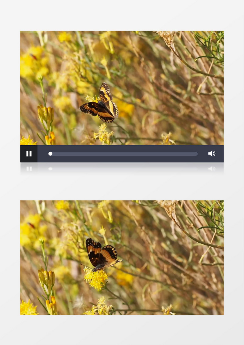 近距离拍摄一只蝴蝶在黄色花丛中飞舞实拍视频素材