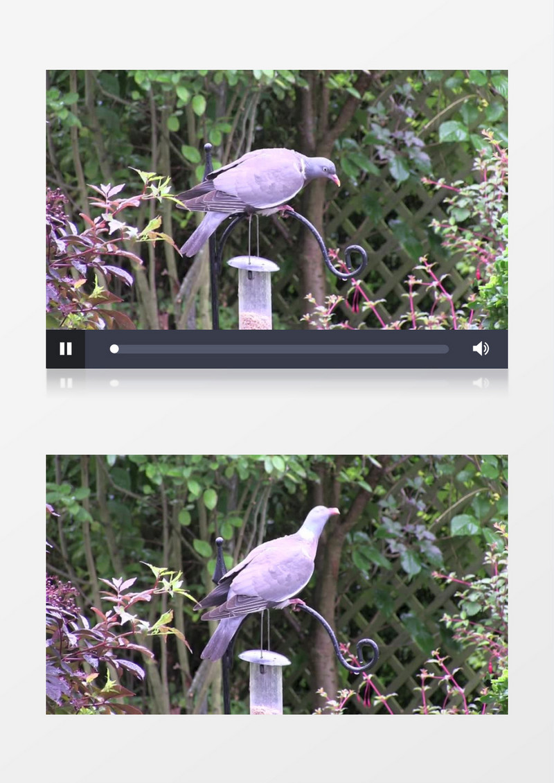 自然风景夏天公园斑鸠吃食实拍视频素材
