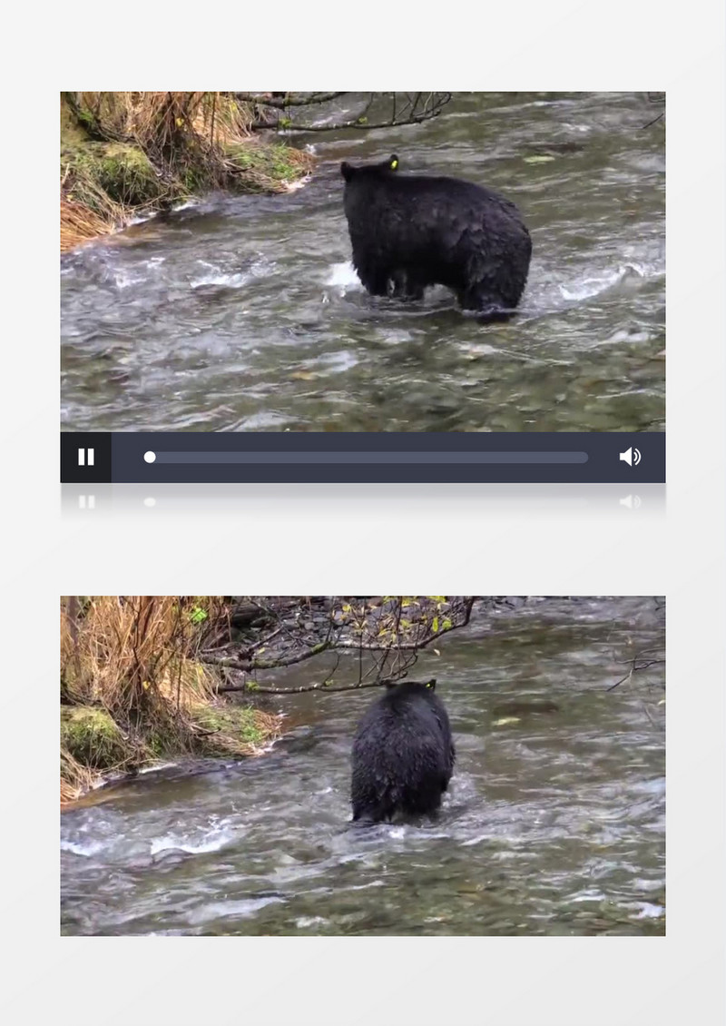高清实拍一只大黑熊在河水中捕鱼实拍视频素材