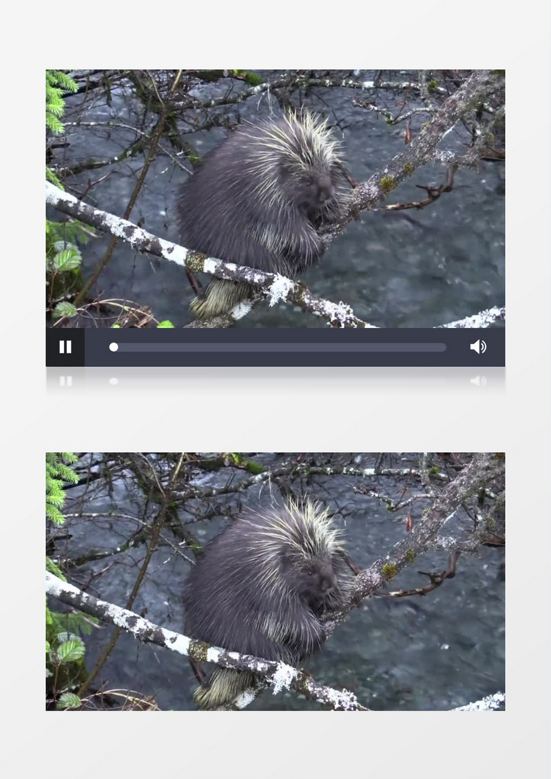 高清实拍一只胖胖的小动物在树干上笨拙的爬行实拍视频素材