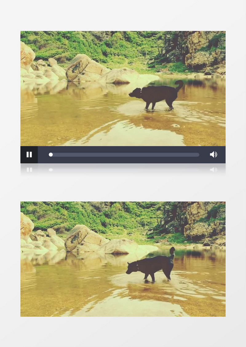 温馨暖色调一只黑色的狗在水中沙滩嬉戏玩耍实拍视频素材