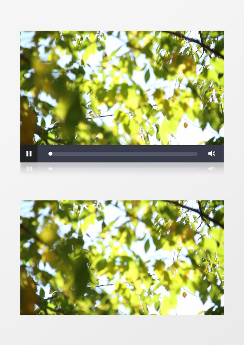 高清实拍阳光照射下随风摇曳的树叶实拍视频素材