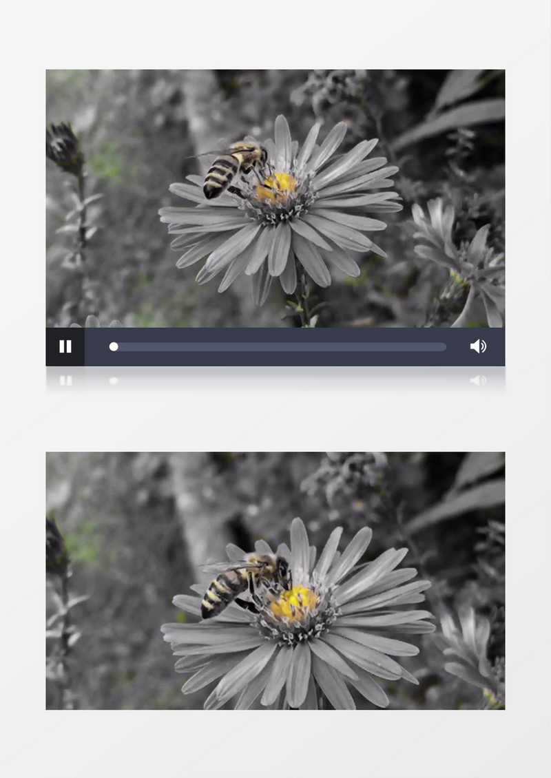 高清特殊手法拍摄小蜜蜂采蜜的过程实拍视频素材