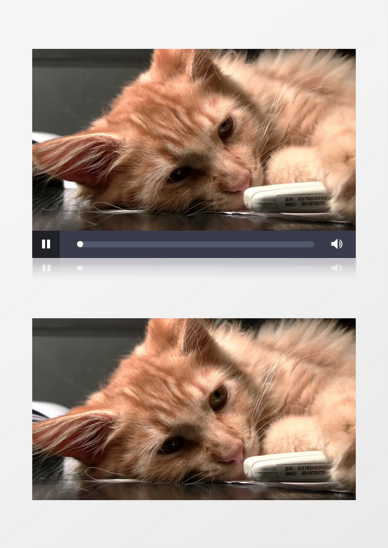 高清实拍午后慵懒的小猫咪在睡觉实拍视频素材