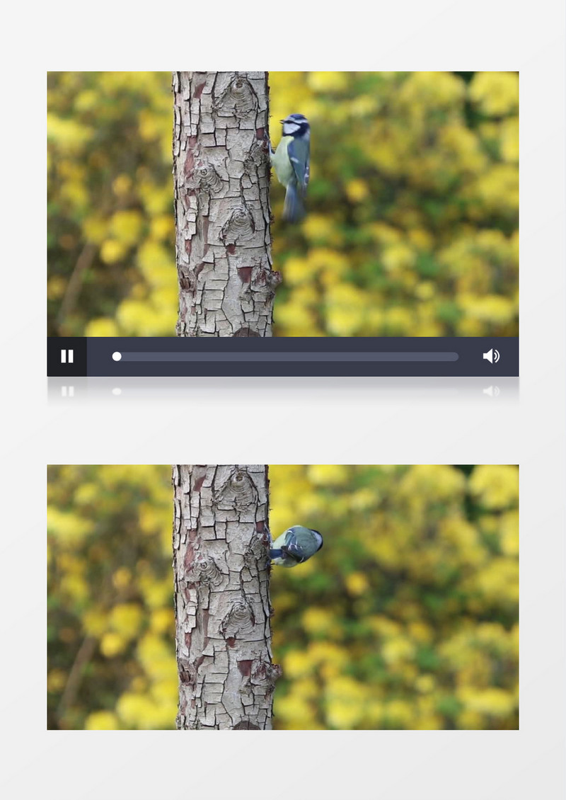 自然风光之鸟视频素材MP4实拍视频