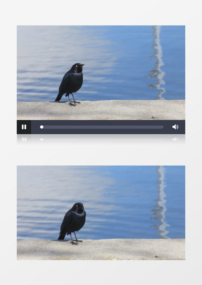 动物之黑鸟视频素材MP4实拍视频