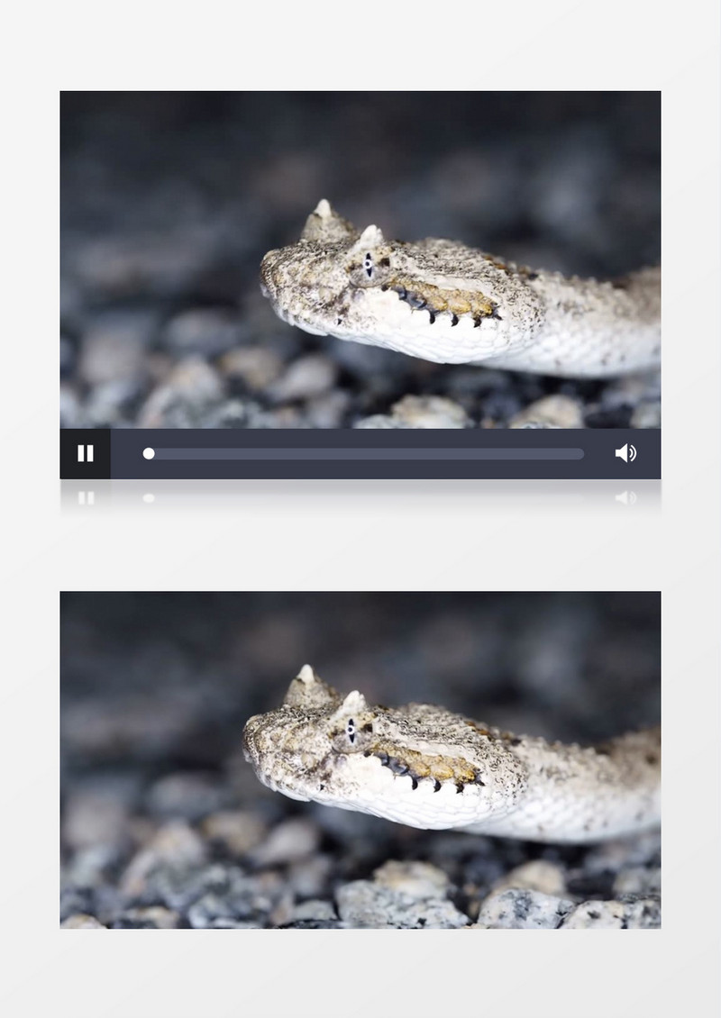 近距离拍摄一条蛇一动不动恐怖可怕感觉实拍视频素材