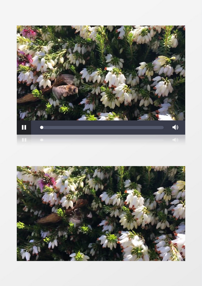 高清唯美拍摄勤劳的蜜蜂花丛中授粉实拍视频