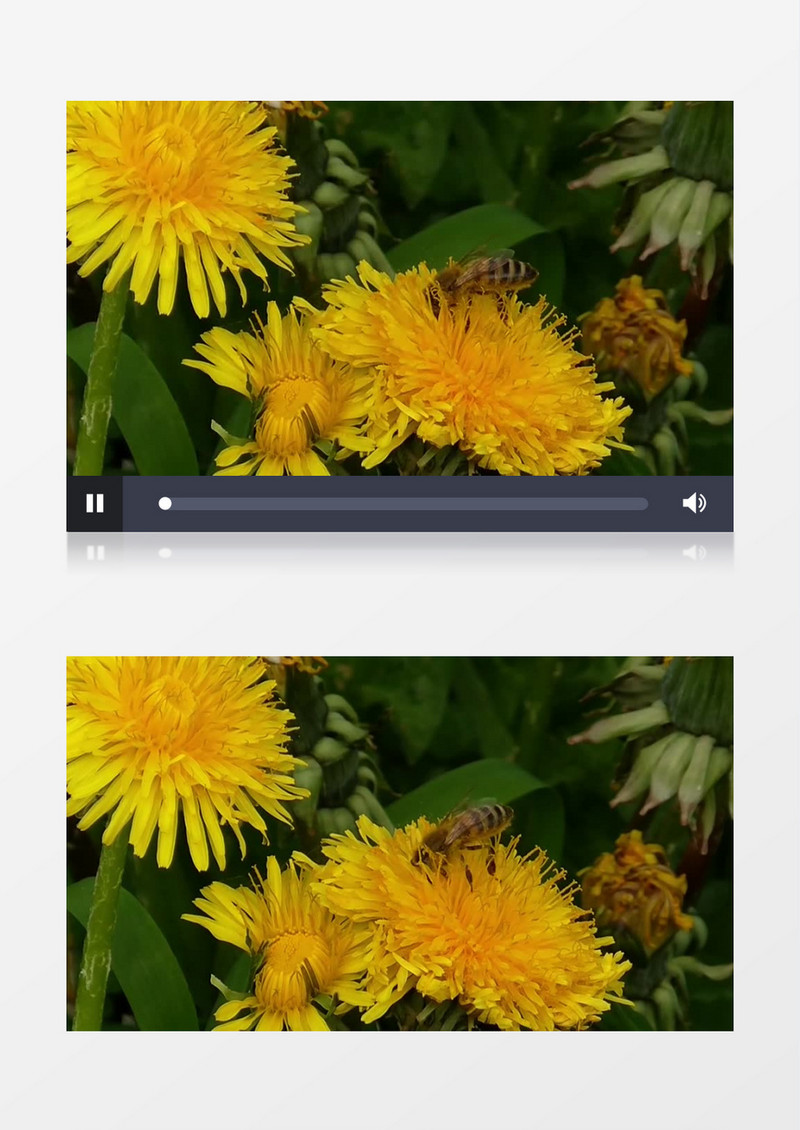 高清唯美拍摄绽放的黄色鲜花辛勤的蜜蜂授粉实拍视频