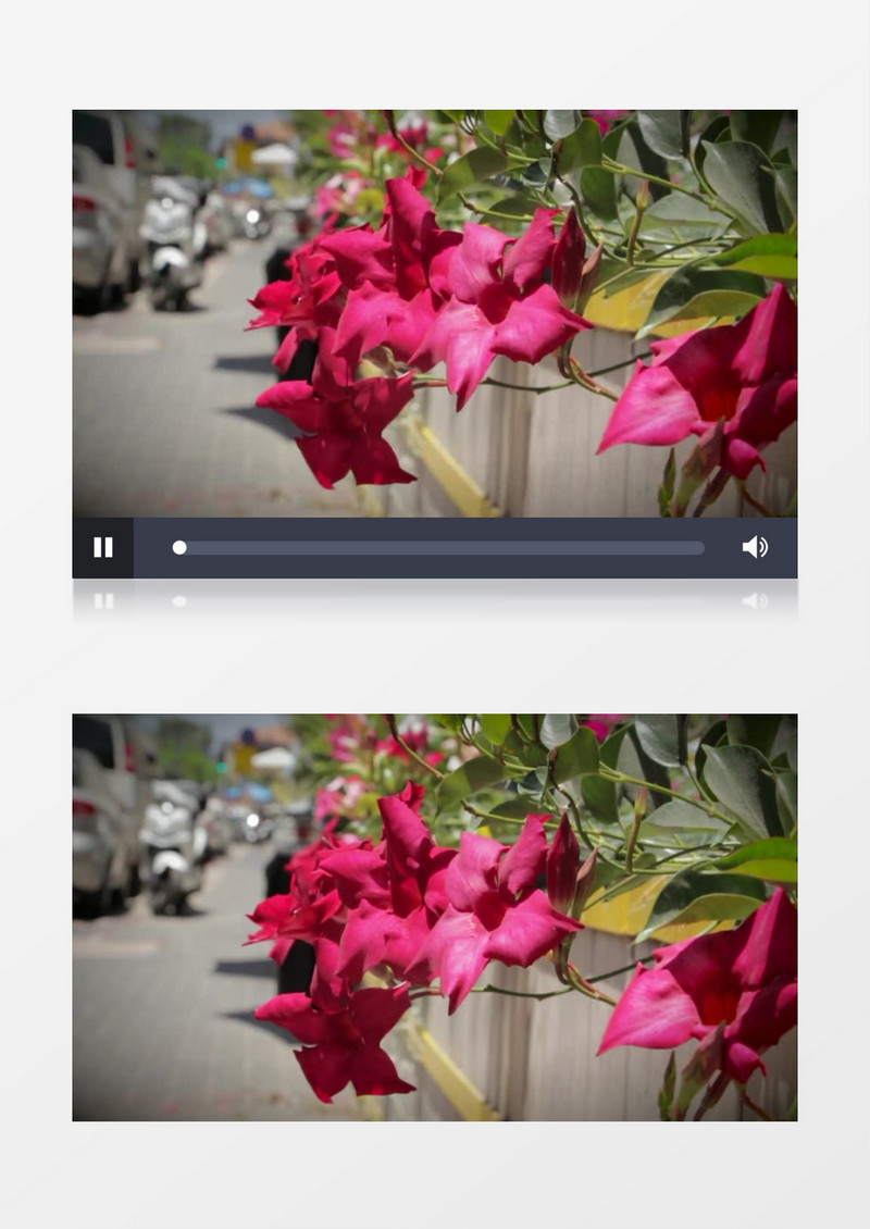 模糊散景近距离拍摄城市街道路边粉红色鲜花实拍视频素材