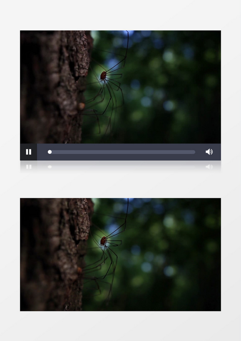 高清实拍一只腿超长的蜘蛛在缓缓移动实拍视频素材