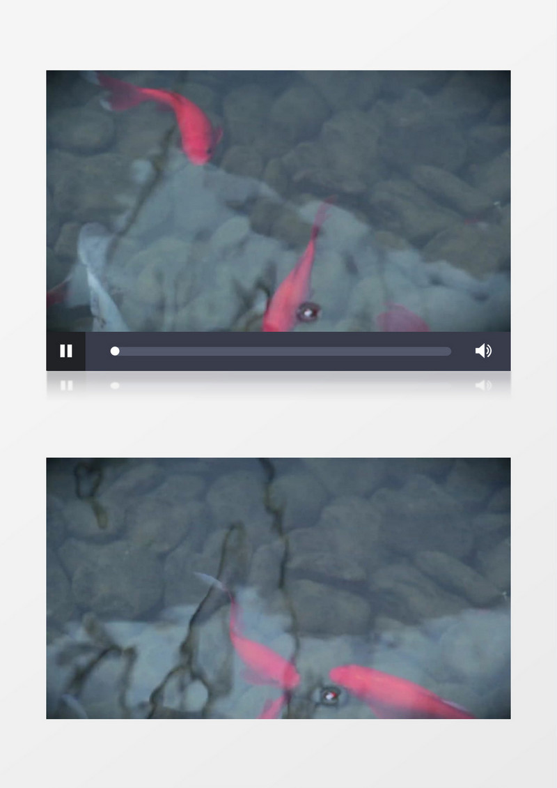 高清近距离拍摄小溪河流池塘红色金鱼游泳实拍视频素材