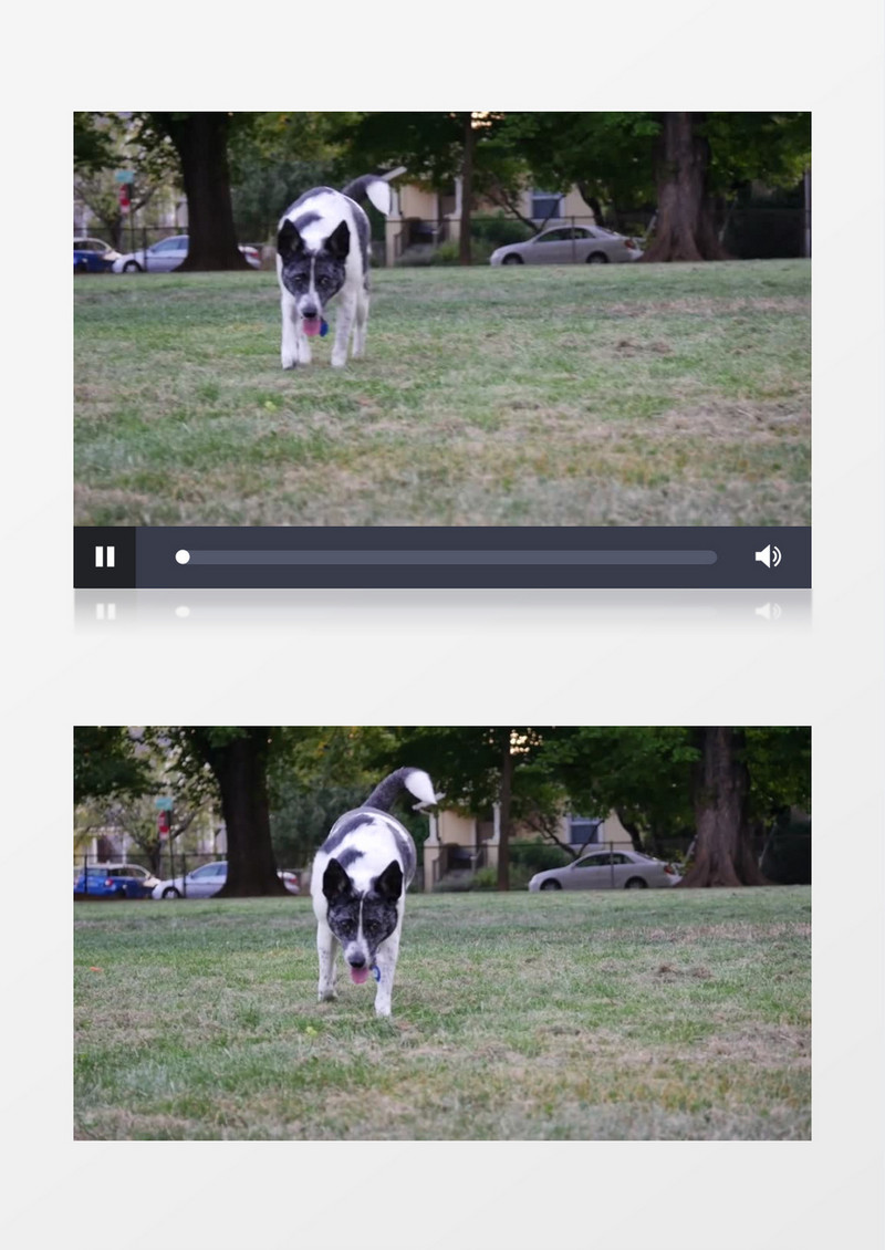 高清近距离拍摄公园动物宠物狗走路实拍视频素材