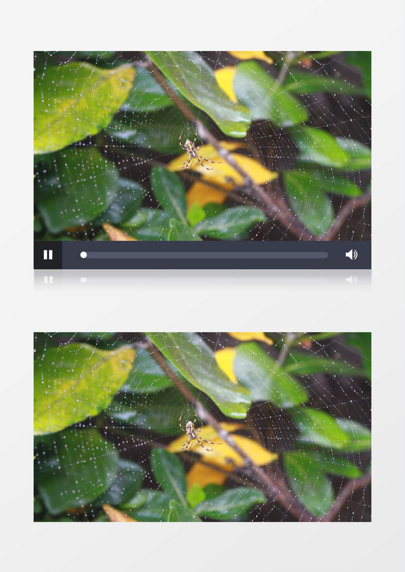 高清近距离拍摄森林公园草地昆虫蜘蛛结网实拍视频素材